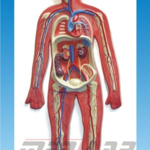 Human Circulatory System MODEL