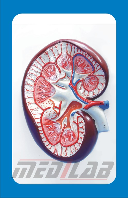 Human Kidney Section Model