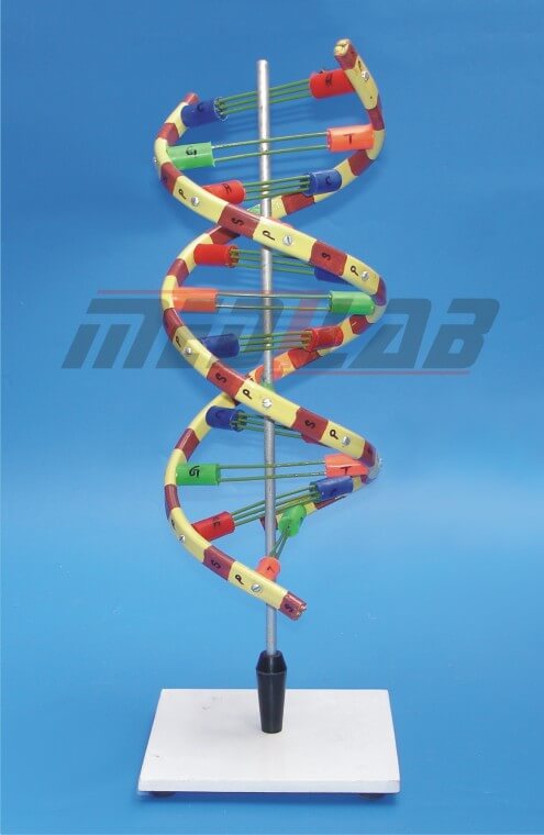 DNA Helical Type Model