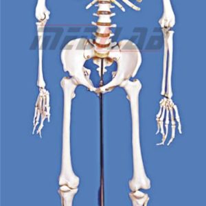 Human Skeleton MODEL