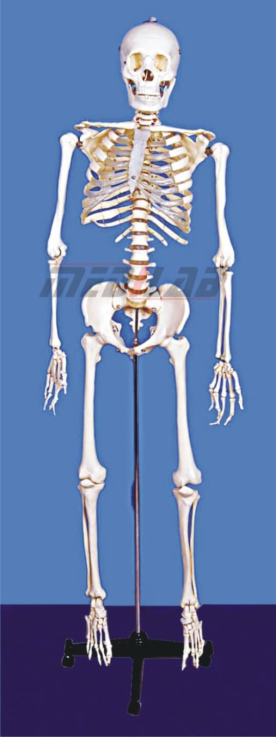 Human Skeleton