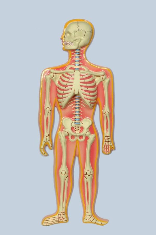 Skeletal System Model Bones (Human Skeletal System)