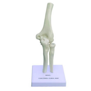 Functional Elbow Joint