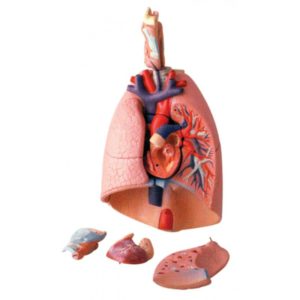 HUMAN LUNG WITH HEART AND LARYNX (7 parts Model)