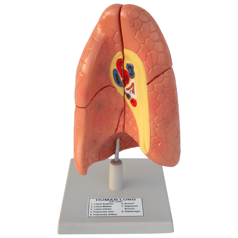 Human Lung Model Medilab Exports Consortium