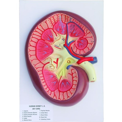 Human Kidney L.S. Model
