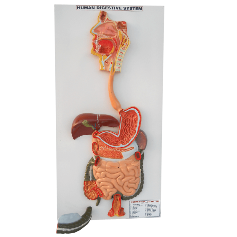 Human Digestive System Model – MEDILAB