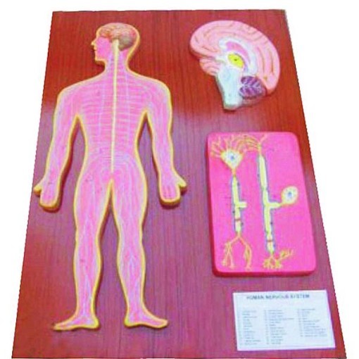 Human Nervous System Model