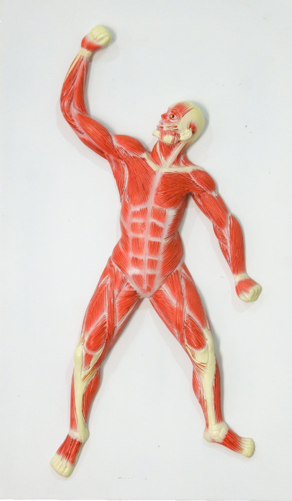 Human Muscle Structure Model