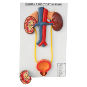 Human Excretory System Model