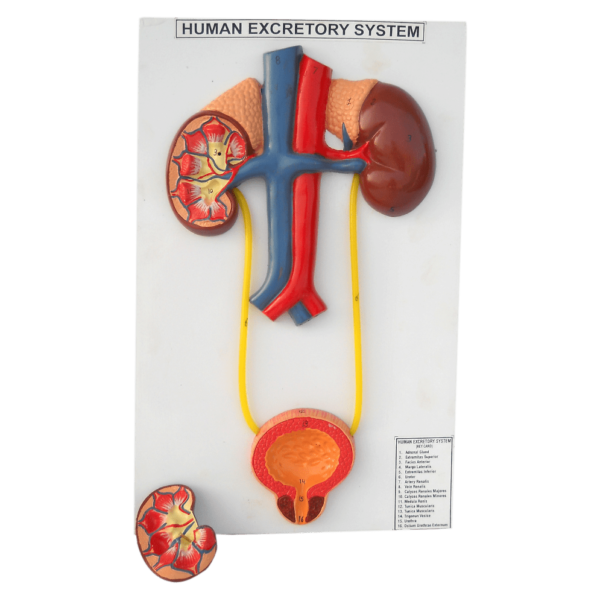 Human Excretory System Model – Medilab Exports Consortium
