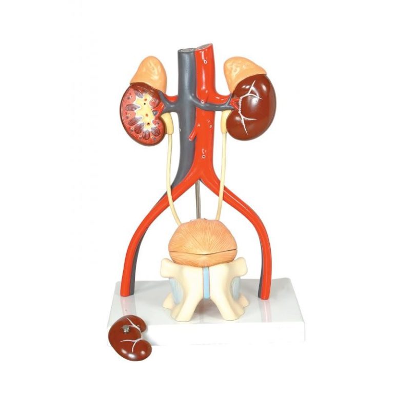 Human Urinary System Model – Medilab Exports Consortium