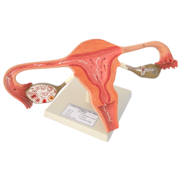 Female Reproductive Organ (Uterus) Model