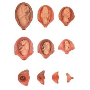 Embryo Development Process Stages Model