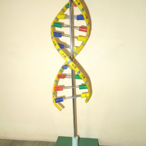DNA Model
