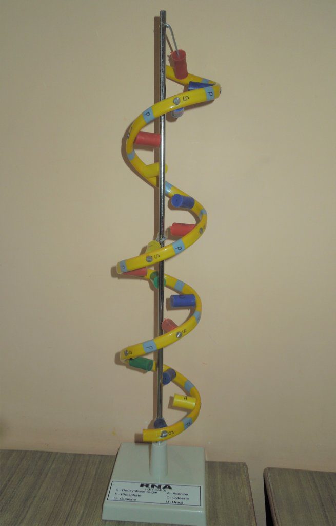 RNA – MEDILAB