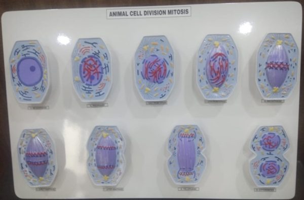 Animal cell Division, Mitosis