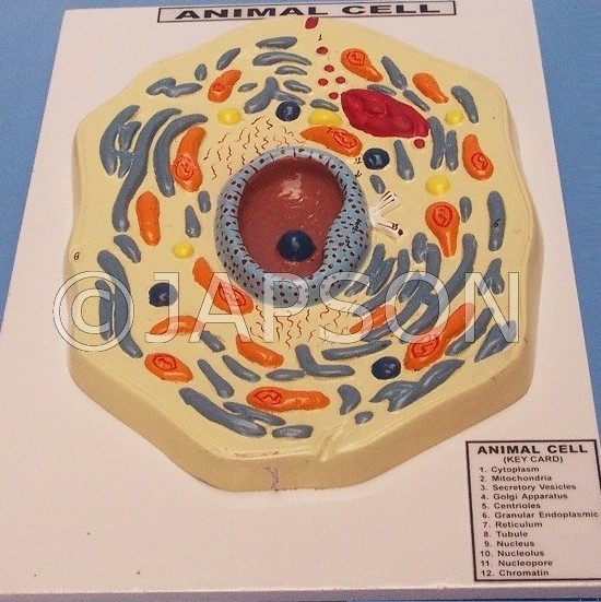 Anatomical Model of Animal Cell – Medilab Exports Consortium