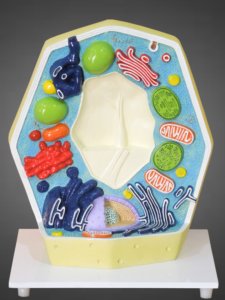 Plant Cell Model