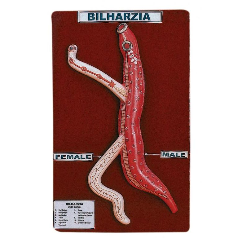 Bilharzia (Male & Female) Medilab Exports Consortium Bilharzia (Male & Female) Medilab Exports Consortium