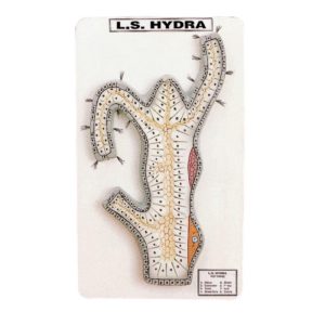 Hydra L.S Model
