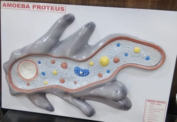 amoeba proteus for kids