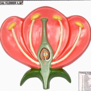 Typical Flower LS Model