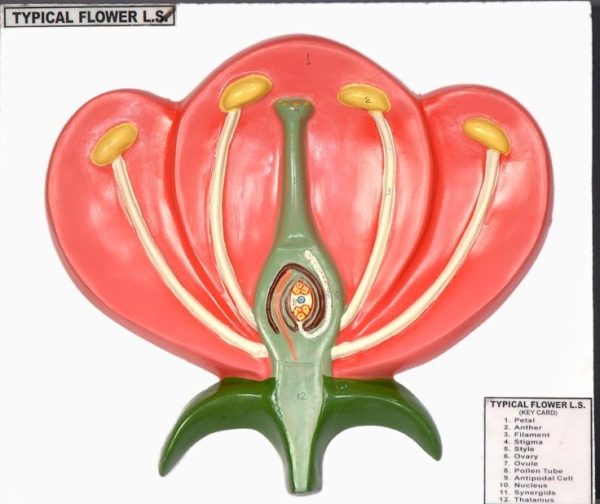Typical Flower LS Model