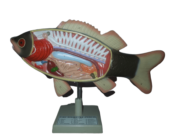 Fish Split Model Structure – Medilab Exports Consortium