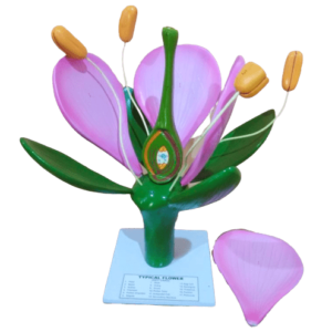 TYPICAL DICOT FLOWER MODEL