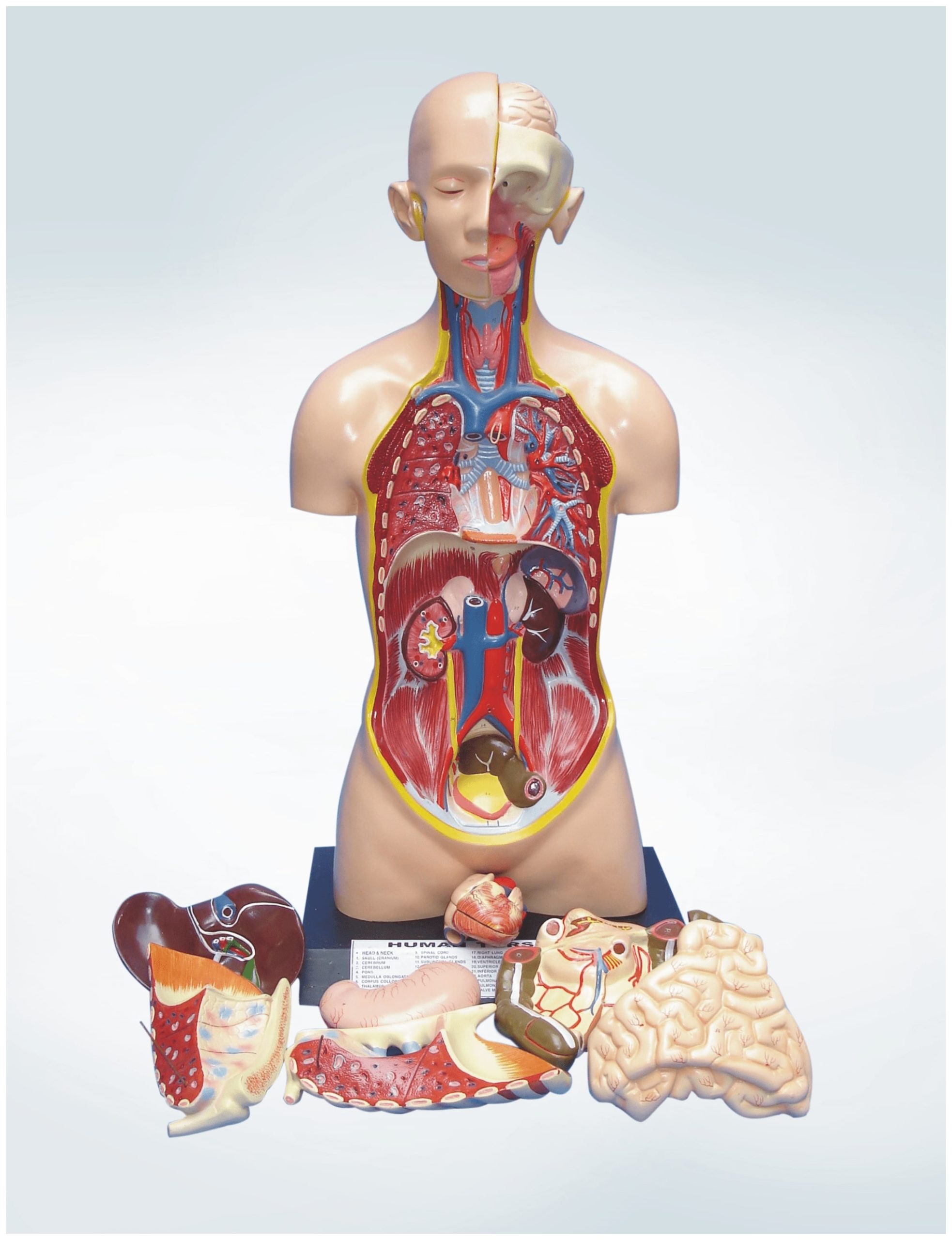 lung model anatomy