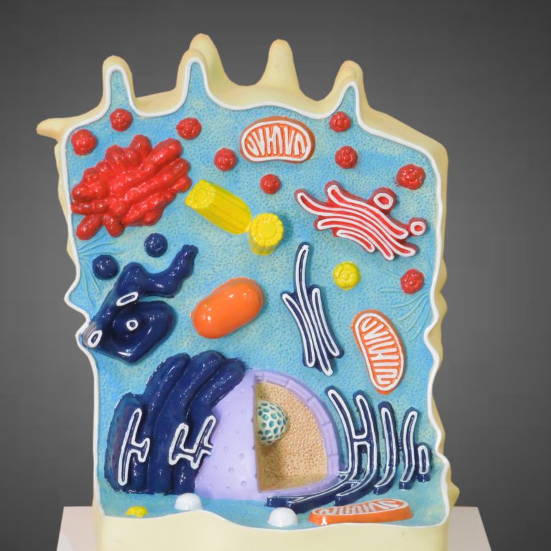 Biology Models / Anatomical/ Botanical/ Zoology Models MEDILAB