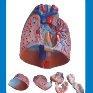 Human Heart & Lungs