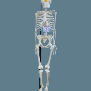 Human_Skeleton (Regular)