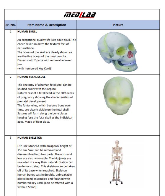 Anatomical Model List