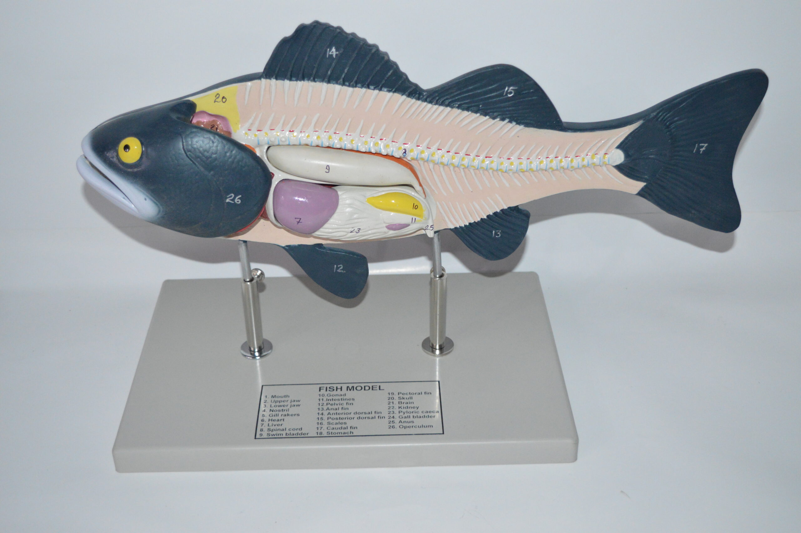 Fish Split Model Structure - MEDILAB
