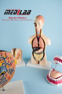 Biology Models MEDILAB