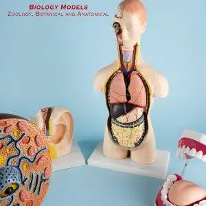 Biology Models & Slides