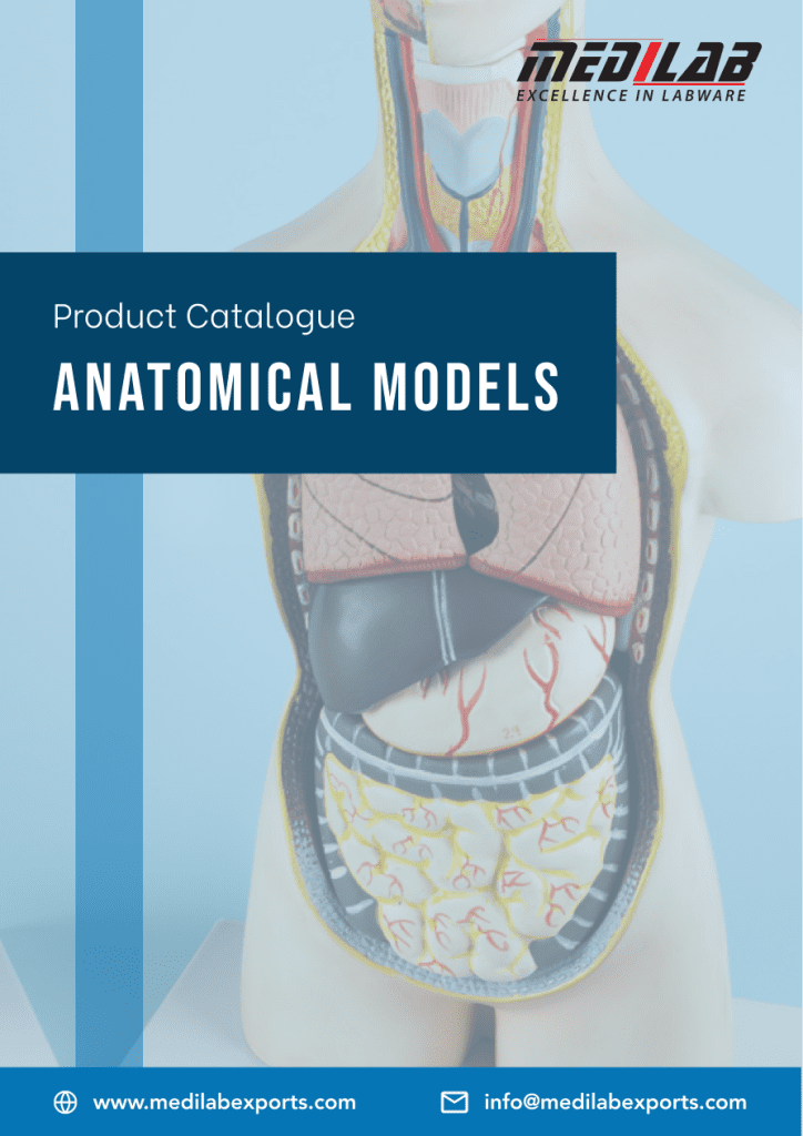 Anatomical Model Catalog Cover